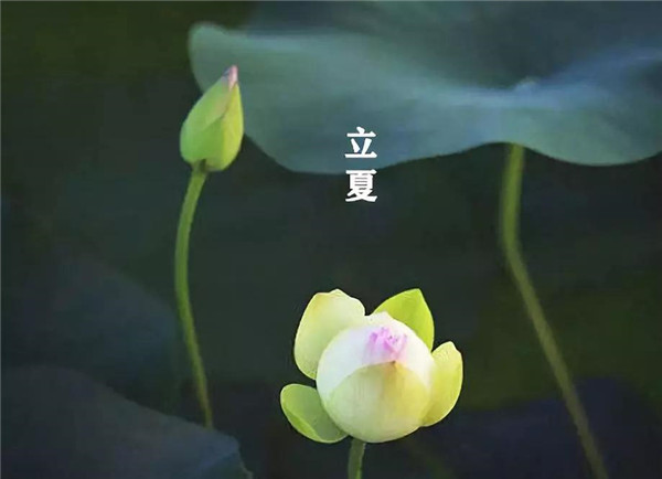 立夏已至，萬物向陽；